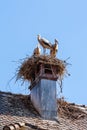 Stork bird nesting on a roof chimney