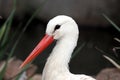 Stork Bird Portrait