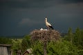 Stork bird sits in a nest with chicks