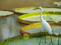 Stork Bird Standing On Giant Lotus Leaf