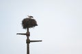 Stork bird standing on its wooden nest, installed on an old electric pole, during a cloudy afternoon in Serbia, Balkans Royalty Free Stock Photo