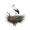 Stork Bird Standing In The Nest. Watercolor Illustration. Hand Drawn Realistic Detailed White Stork In The Nest. Nesting