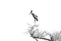 Stork bird on top of tree branches Royalty Free Stock Photo