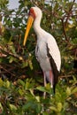 Stork Royalty Free Stock Photo