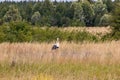 A stork bird walks across the field in search of food