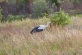 A stork bird walks across the field in search of food