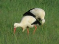 Stork bird white black beak big legs