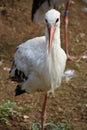 Black and white stork