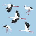 Stork birds vector illustration. Set of standing and flying white storks