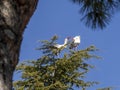 Stork in Boadilla del Monte, Madrid, Spain