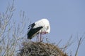 stork breeding in his nest