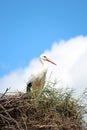 Stork at a breeding nest in Hitland with blue sky and white cloud