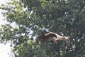 Stork carrying material for nest on a background of trees Royalty Free Stock Photo