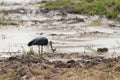 Stork caught a frog Royalty Free Stock Photo