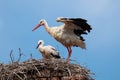 Stork with chick in nest. Adult white stork, Ciconia ciconia, standing with spread wings in nest on old chimney. Parent cares