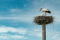 Stork and Chick in Nest on High Pole, Serene Sky Backdrop