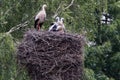 Stork with chicks in a large nest.