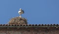 Stork with chicks in the nest Royalty Free Stock Photo