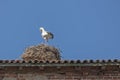 Stork with chicks in the nest Royalty Free Stock Photo