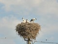 Stork chicks in the nest Royalty Free Stock Photo