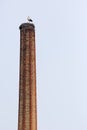 Stork on chimney