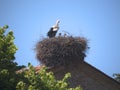 Stork on Church at Skala Kalloni Lesvos Greece Royalty Free Stock Photo