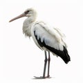 Stork, Ciconia, beautiful white black bird with long beak, isolated on white Royalty Free Stock Photo