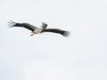 Stork Ciconia ciconia flying carrying branches for the nest Royalty Free Stock Photo