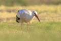 Stork, Ciconia ciconia, foraging in grass Royalty Free Stock Photo