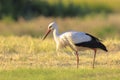 Stork, Ciconia ciconia, foraging in grass Royalty Free Stock Photo