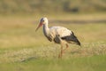 Stork, Ciconia ciconia, foraging in grass Royalty Free Stock Photo