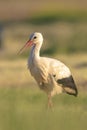 Stork, Ciconia ciconia, foraging in grass Royalty Free Stock Photo