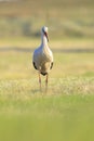 Stork, Ciconia ciconia, foraging in grass Royalty Free Stock Photo