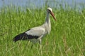 Stork (ciconia ciconia)