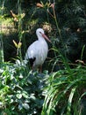 Stork Royalty Free Stock Photo