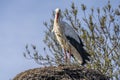 Stork ciconia ciconia in its nest in the Natural Park of the Marshes of AmpurdÃÂ¡n