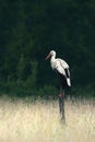 A stork (Ciconiidae) on a fence post