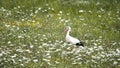 A Stork in a Meadow ( Ciconiidae )