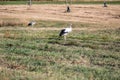 Stork ( Ciconiidae ) standing in a meadow