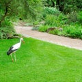 Stork in the city garden. Summer landscape Royalty Free Stock Photo