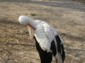 Stork cleans feathers Royalty Free Stock Photo