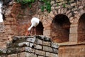 Stork collecting material for nest building