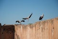 Stork coming in to land