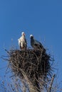 Stork couple bulding a nest