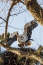 Stork couple bulding a nest