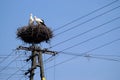 Stork couple on nest on the pole over blue sky Royalty Free Stock Photo