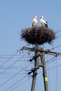 Stork couple on nest on the pole over blue sky Royalty Free Stock Photo