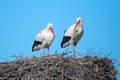 Stork couple on their nest in springtime in Portugal Royalty Free Stock Photo