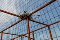 Stork Crane Nest over Zoo Cage