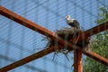 Stork Crane Nest over Zoo Cage